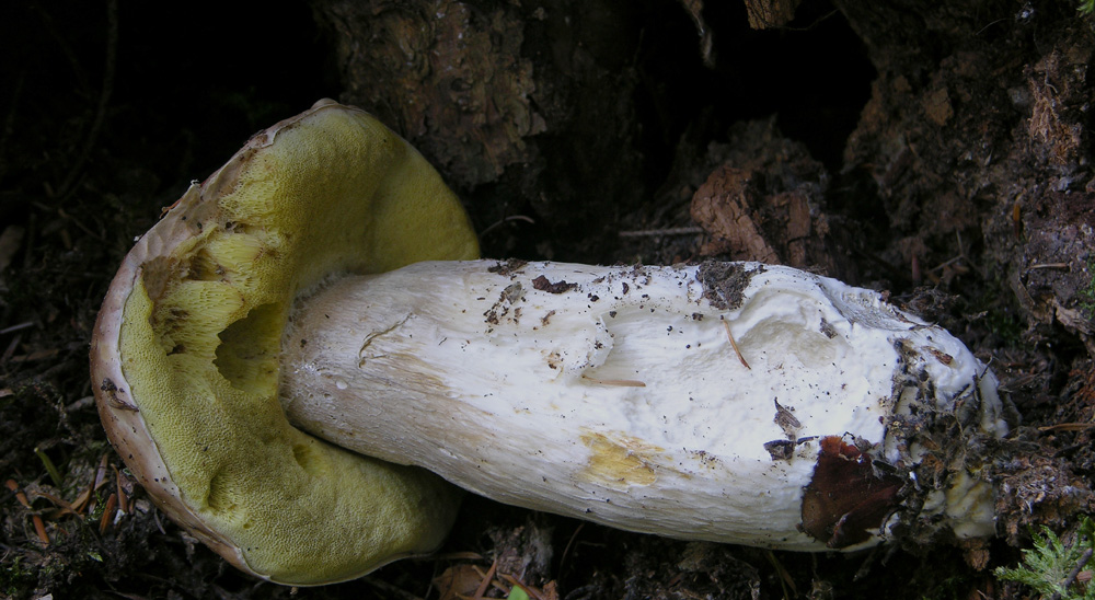 Piove domani si va a funghi.....